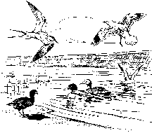 Drawing: Migratory Birds flying above and in the water.