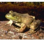 Photo: Bull Frog