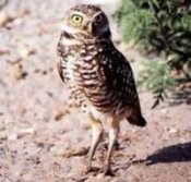 Photo: Burrowing Owl