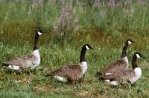 Photo:  Western Canada Geese