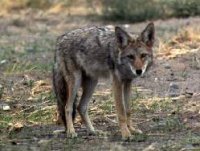 Photo: Coyote