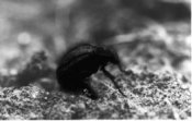 Photo: Darkling Beetle