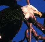 Photo: Bald Eagle