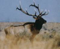 Photo: Captain Hook Elk