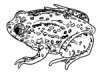 Drawing: Bull Frog