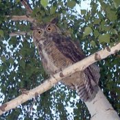 Photo: Great Horned Owl