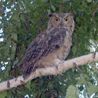 Photo: Great Horned Owl