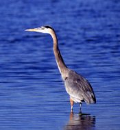 Photo: Great Blue Heron