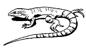 Drawing: Lizard