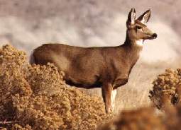 Photo: Mule Deer