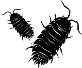 Photo: Pill Bug Drawing