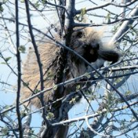 Photo: Porcupines