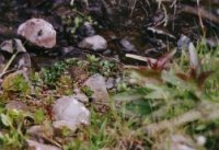 Photo: Snively Creek Shrub Steppe ecoregion