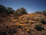 Photo: Rattlesnake Hills