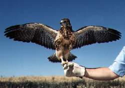 Photo: Swainson Hawk