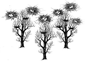 Drawing: Trees with nests and nests with eggs